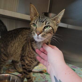 Rescue Domestic Short Hair Cats for Adoption in Nashville, Indiana - Cannoli | PetCurious