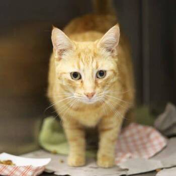 Domestic Short Hair Cats Available for Adoption - Buddy | PetCurious