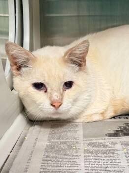 Siamese and Domestic Short Hair Cats Available for Adoption in Fort Worth, Texas - Dumbledore | PetCurious