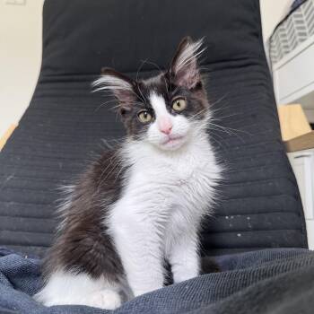Honey -  Domestic Short Hair Cat for Adoption in Burnaby, British Columbia - Honey | PetCurious