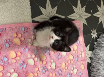 Astro -  Domestic Short Hair Cat for Adoption in Hillsborough, North Carolina - Astro | PetCurious