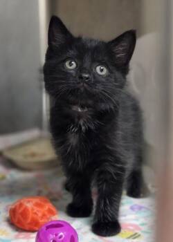 Rosie -  Domestic Short Hair Cat for Adoption in Westland, Michigan - Rosie | PetCurious