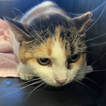 Rescue Domestic Short Hair Cats for Adoption in Pittsburgh, Pennsylvania - Bean Station | PetCurious