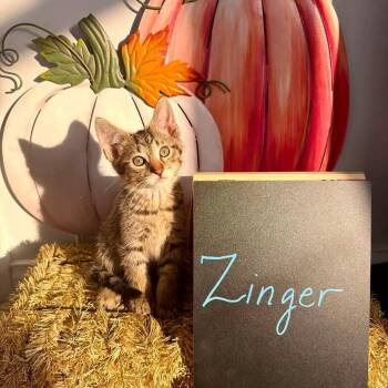 Zinger -  Domestic Short Hair Cat for Adoption in Carmel, Indiana - Zinger | PetCurious
