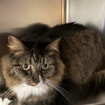 Rescue Domestic Medium Hair Cats for Adoption in Valdosta, Georgia - Olive | PetCurious