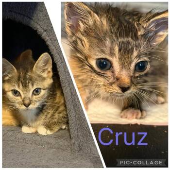 Cruz-not at the shelter -  Domestic Short Hair and Tabby Cat for Adoption in Rustburg, Virginia - Cruz-not At The Shelter | PetCurious