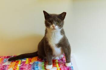 Domestic Short Hair Cats Available for Adoption in Urbana, Ohio - Tamzin | PetCurious