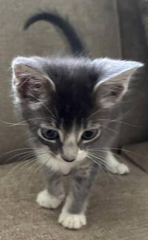 Binx -  Domestic Short Hair Cat for Adoption in Vancouver, Washington - Binx | PetCurious