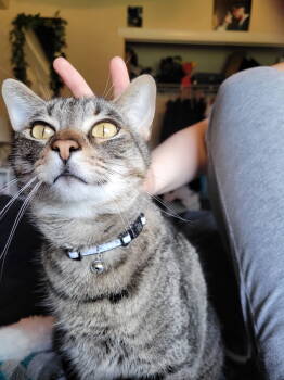 Rescue Domestic Short Hair and Tabby Cats for Adoption in Hillsboro, Oregon - FREYA #1722 - Offered By Owner - Family Cat | PetCurious