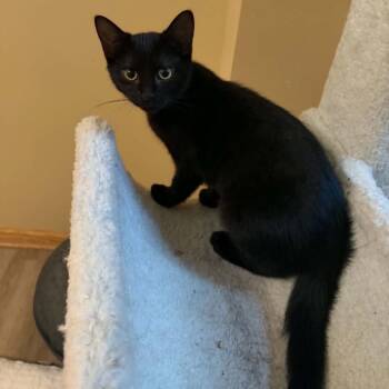 Svetlana Vetrova -  Domestic Short Hair Cat for Adoption in Saint Paul, Minnesota - Svetlana Vetrova | PetCurious
