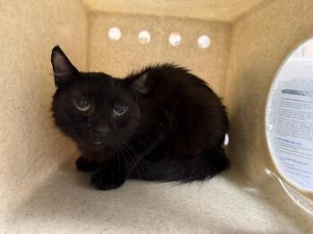 A1928653 -  Domestic Medium Hair Cat for Adoption in Thousand Palms, California - A1928653 | PetCurious