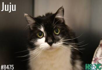 Domestic Long Hair Cats Available for Adoption in Fort Mill, South Carolina - JuJu | PetCurious