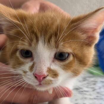 Jake -  Domestic Short Hair Cat for Adoption in Zanesville, Ohio - Jake | PetCurious