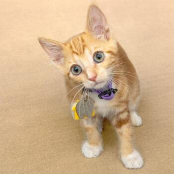 SWISS -  Domestic Short Hair Cat for Adoption in St. Louis, Missouri - SWISS | PetCurious