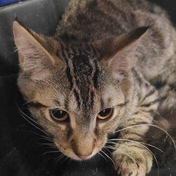 Wyatt -  Domestic Short Hair Cat for Adoption in Hemet, California - Wyatt | PetCurious