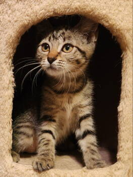 Rescue Tabby Cats for Adoption in Pineville, Louisiana - Signet | PetCurious