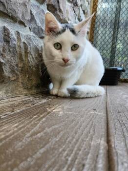 Rescue Domestic Short Hair Cats for Adoption in New Freedom, Pennsylvania - Rhett | PetCurious