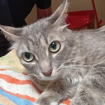 Domestic Medium Hair Cats Available for Adoption in Dallas, Texas - Persephone | PetCurious