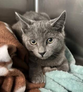 Gusty -  Domestic Short Hair Cat for Adoption in Golden, Colorado - Gusty | PetCurious