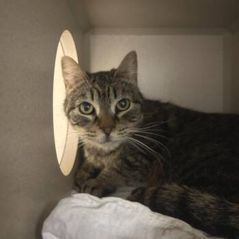 Little Cat -  Domestic Short Hair Cat Available for Adoption in Durango, Colorado - Little Cat | PetCurious