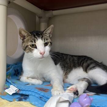 Vienna -  Domestic Short Hair Cat for Adoption in Mentor, Ohio - Vienna | PetCurious