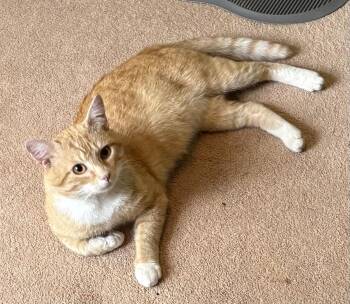 Domestic Short Hair Cats Available for Adoption in East Hanover, New Jersey - George  | PetCurious