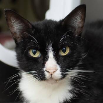 Olive -  Domestic Short Hair Cat for Adoption in Middletown, Rhode Island - Olive | PetCurious