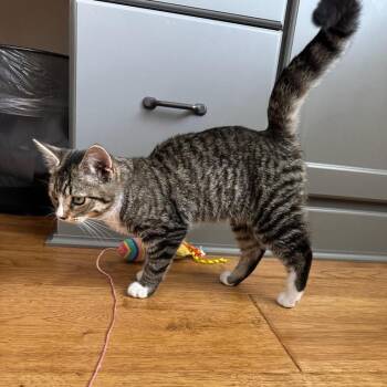 Hazel -  Domestic Short Hair Cat for Adoption in Prescott, Arizona - Hazel | PetCurious