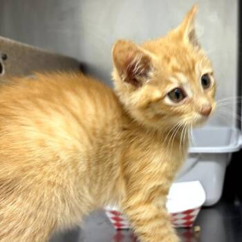 September -  Domestic Short Hair Cat for Adoption in Pleasanton, California - September | PetCurious