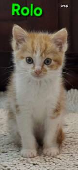Rolo & Tootsie -  Domestic Short Hair Cat for Adoption in Brighton, Michigan - Rolo & Tootsie | PetCurious