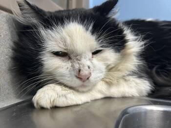 Rescue Domestic Long Hair Cats for Adoption in Homer, Alaska - Freddy | PetCurious