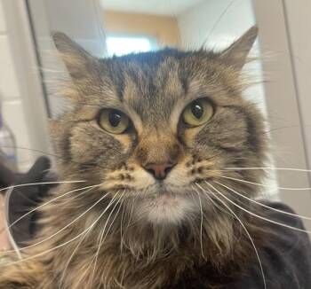Domestic Long Hair Cats Available for Adoption in Golden, Colorado - Geraldine | PetCurious