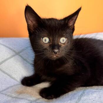 Domestic Short Hair Cats Available for Adoption - Mills | PetCurious