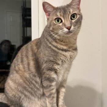 Winifred -  Domestic Short Hair Cat for Adoption in Houston, Texas - Winifred | PetCurious