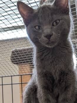 Gladys -  Domestic Short Hair Cat for Adoption in Ogden, Utah - Gladys | PetCurious