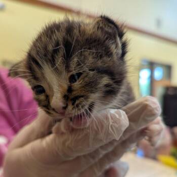 Rotini -  Domestic Short Hair Cat for Adoption in Lynchburg, Virginia - Rotini | PetCurious