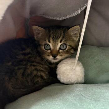 Monkey -  Domestic Short Hair Cat for Adoption in Chariton, Iowa - Monkey | PetCurious