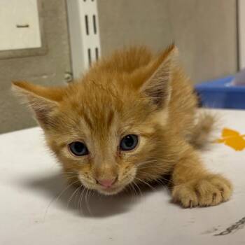 Patrick -  Domestic Short Hair Cat for Adoption in Yuma, Arizona - Patrick | PetCurious