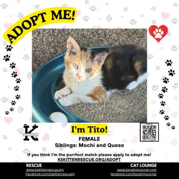 Tito -  Domestic Short Hair Cat for Adoption in OSBORNVILLE, New Jersey - Tito | PetCurious