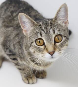 Bengal and Tabby Cats Available for Adoption in Bedford Hills, New York - Preciosa Is Well... Precious! Petite Angel! | PetCurious