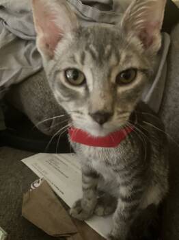 Rescue Domestic Short Hair Cats for Adoption in Phoenix, Arizona - LOKI | PetCurious