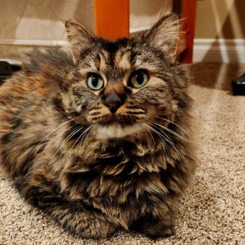 Rescue Domestic Long Hair Cats for Adoption in Kanab, Utah - Amy Adams | PetCurious