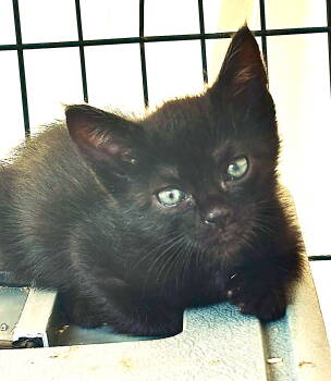 Rescue Domestic Short Hair Cats for Adoption in Los Angeles, California - Sugar Bear Lassen | PetCurious