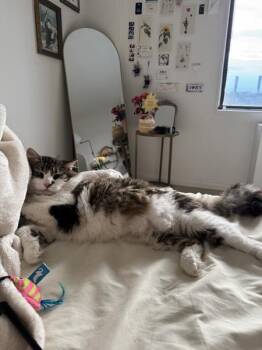 Epilogue -  Domestic Medium Hair Cat for Adoption - Epilogue | PetCurious