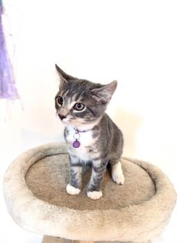 Dora -  Domestic Short Hair Cat for Adoption in Moorestown, New Jersey - Dora | PetCurious