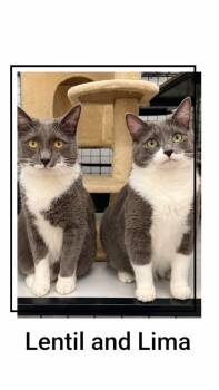 Lentil & Lima -  Domestic Short Hair Cat for Adoption in Caistor Centre, Ontario - Lentil & Lima | PetCurious