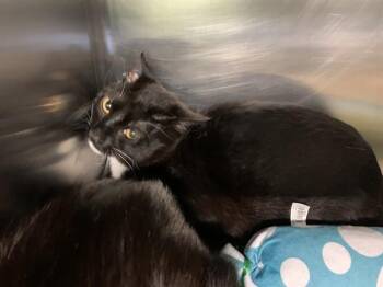 Domestic Short Hair Cats Available for Adoption in Grand Prairie, Texas - FELIX | PetCurious
