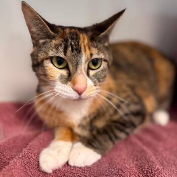 Domestic Short Hair Cats Available for Adoption in Wheeling, Illinois - Tilly | PetCurious