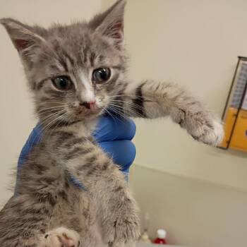 Domestic Short Hair Cats Available for Adoption in Roanoke, Virginia - Hibiscus | PetCurious