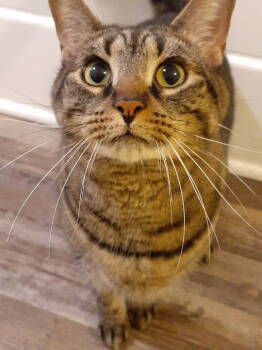 Rescue Domestic Short Hair Cats for Adoption in Pittsburgh, Pennsylvania - Jack | PetCurious